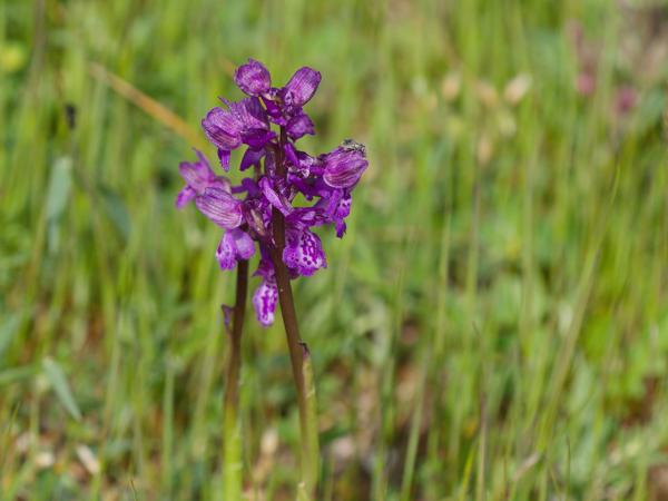 <h3>Anacamptis&nbsp;morio / Green‑winged&nbsp;orchid / Harlekijn</h3>OM-1 Mark II met OLYMPUS M.150-400mm F4.5, 1/2000 sec  bij F4.5, ISO 400, afstand 2.15&nbsp;m
